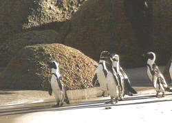 Pinguine am Strand von Boulders